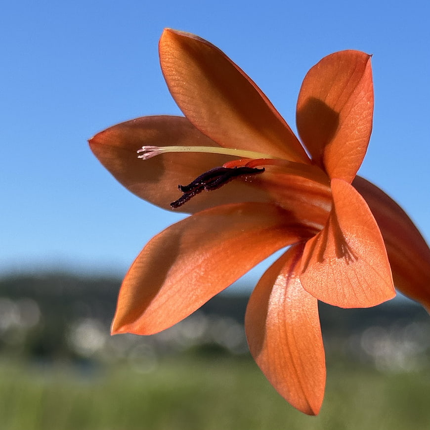 Close-up of vibrant orange flower against blue sky