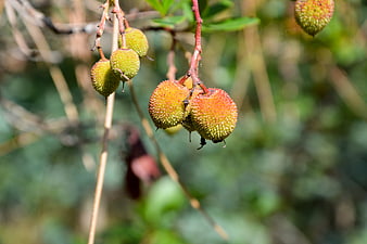 Close-up of textured green and orange berries on a branch