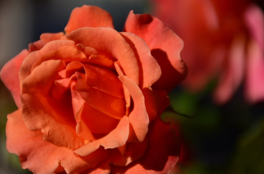 Close-up of vibrant orange rose with soft sunlight