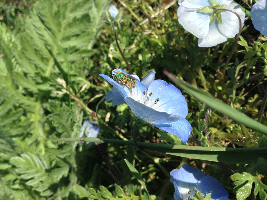 Green bee pollinating blue nemophila flower in spring garden