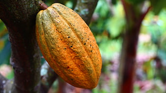 Ripe orange cocoa pod growing on a tree branch in a tropical plantation