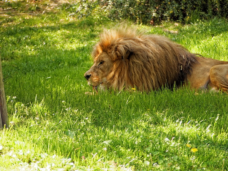 Male Lion Resting in Green Grass