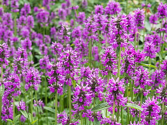 Vibrant Purple Wildflowers in a Lush Garden Field