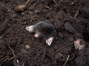 Close-up of a mole emerging from dark soil