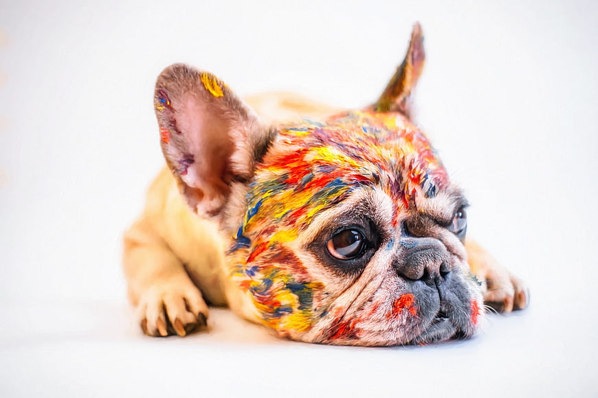 Cute French Bulldog Puppy Covered in Colorful Paint