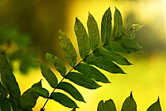 Backlit Green Leaves On Branch Against Yellow Background