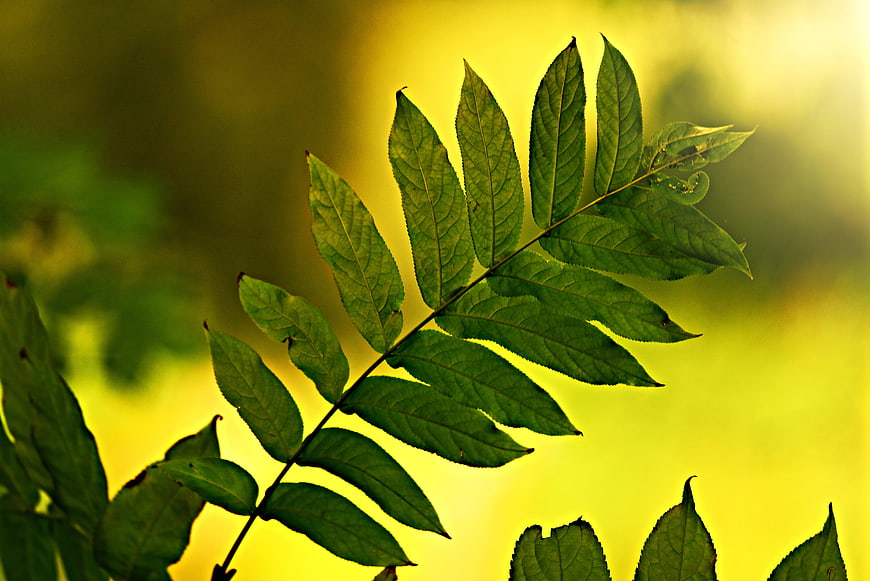Backlit Green Leaves On Branch Against Yellow Background