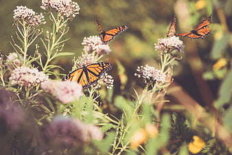 Monarch Butterflies on Pink Wildflowers in Summer Garden
