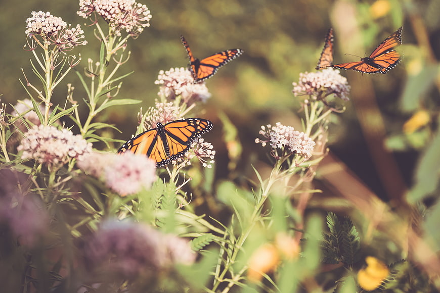 Monarch Butterflies on Pink Wildflowers in Summer Garden