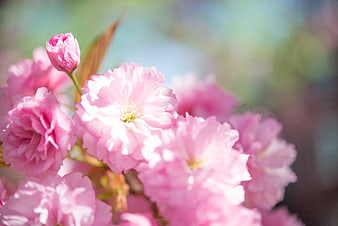 Close-up of pink cherry blossoms in spring sunlight