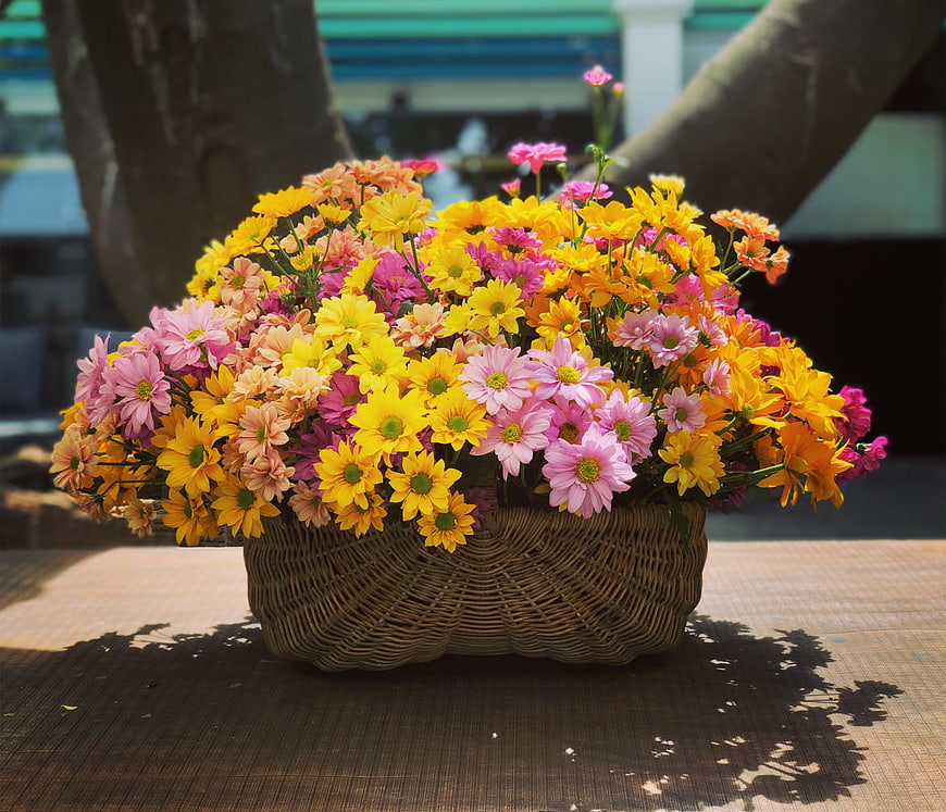 Colorful Chrysanthemums in Wicker Basket on Wooden Table