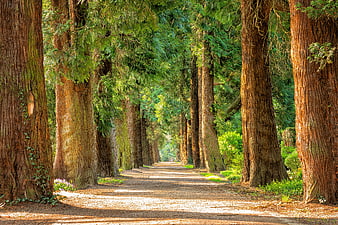 Sunlit Avenue of Tall Trees in a Peaceful Forest