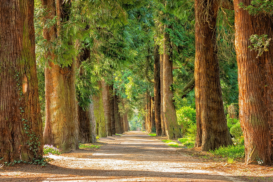 Sunlit Avenue of Tall Trees in a Peaceful Forest