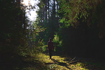 Man Walking Away on Sunlit Forest Path
