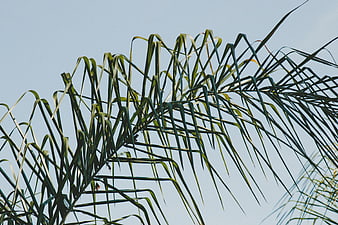 Green palm fronds against a clear blue sky