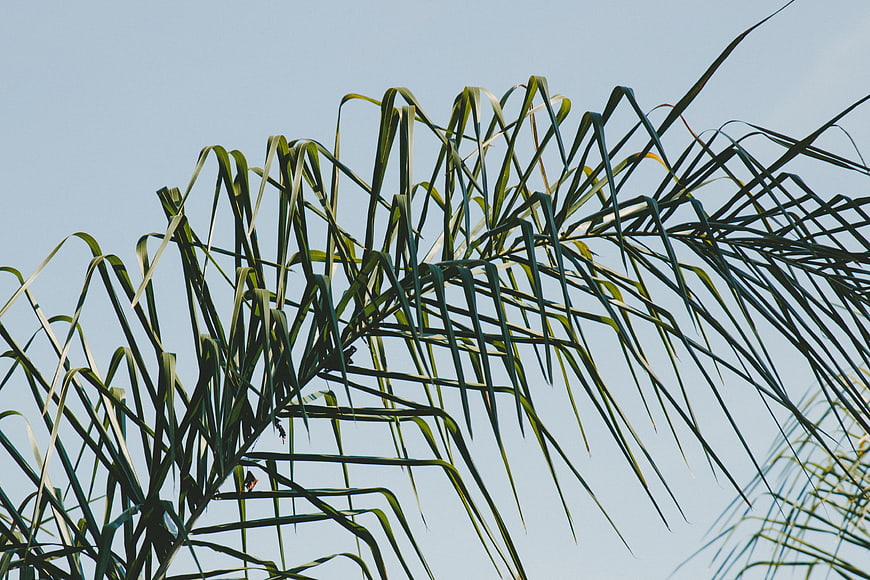 Green palm fronds against a clear blue sky