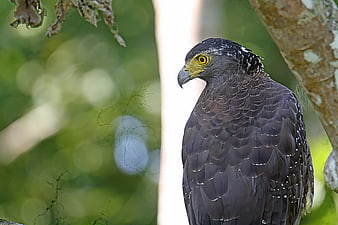 Crested Serpent Eagle Perched on Tree Branch