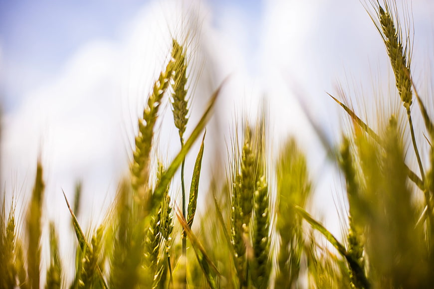 Close-up of Green Wheat Ears Against Blue Sky