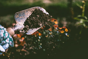 Gardener's hand holding trowel with soil in garden