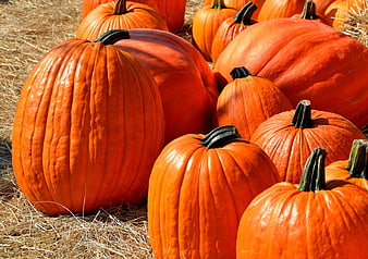 Fresh Orange Pumpkins on Hay for Autumn Harvest
