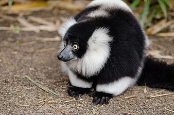 Black and White Ruffed Lemur Sitting on Ground