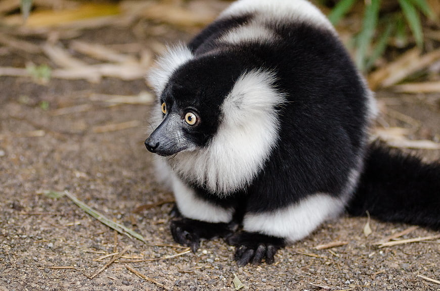 Black and White Ruffed Lemur Sitting on Ground