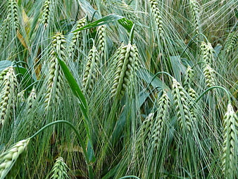Close-up of green barley ears in a field