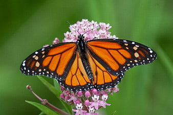Monarch Butterfly on Pink Milkweed Flower Close Up