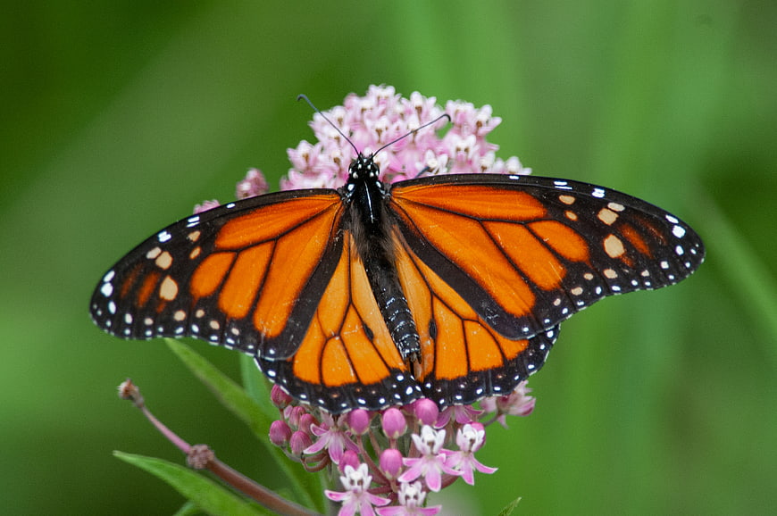 Monarch Butterfly on Pink Milkweed Flower Close Up