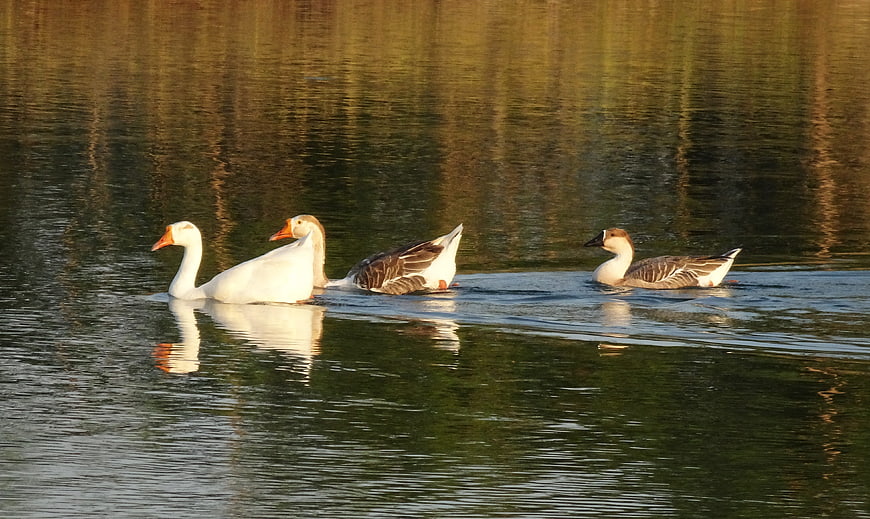 White and Brown Geese Swimming in Golden Lake Water