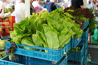Fresh green lettuce in blue crates at farmers market