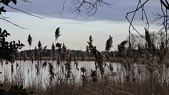 Tall reeds by a lake under a cloudy winter sky