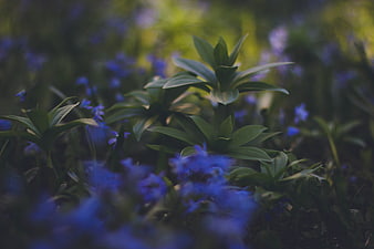 Close-up of green plant leaves with blurred blue flowers