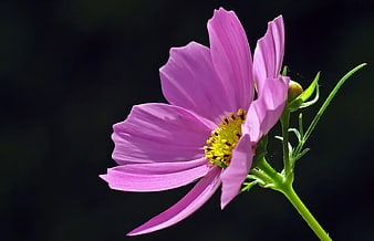 Close-up of a pink cosmos flower with yellow center