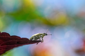 Macro shot of a small insect on a dark red leaf edge