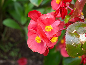 Close-up of vibrant red begonia flowers with yellow centers