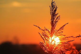 Silhouette of tall grass against vibrant orange sunset