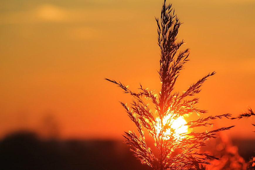 Silhouette of tall grass against vibrant orange sunset