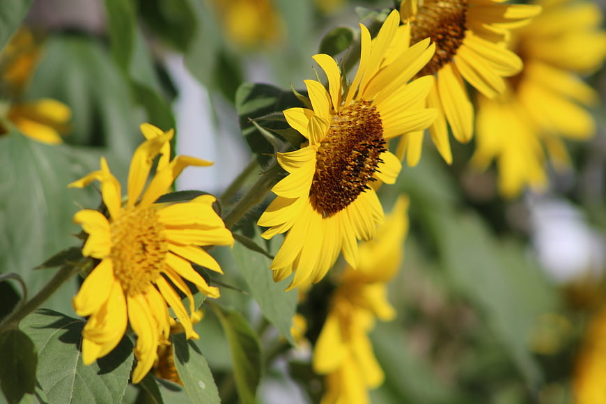 Vibrant Yellow Sunflowers Blooming in a Summer Garden