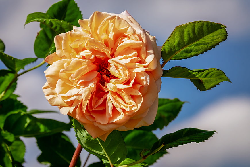 Close-up of a blooming peach and cream rose flower with green leaves