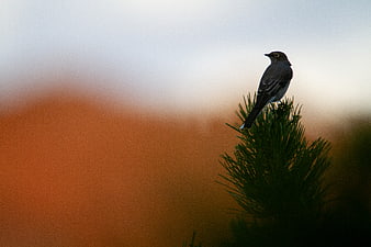 Solitary Bird Perched on Pine Branch Against Sunset Sky
