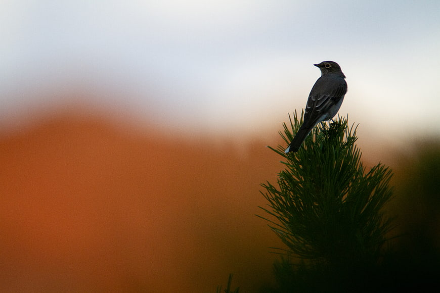 Solitary Bird Perched on Pine Branch Against Sunset Sky