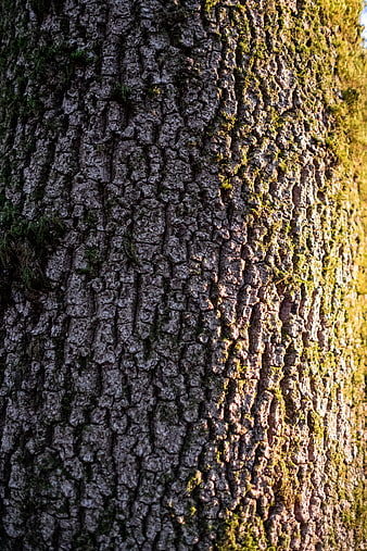 Close-up of textured tree bark with moss and sunlight