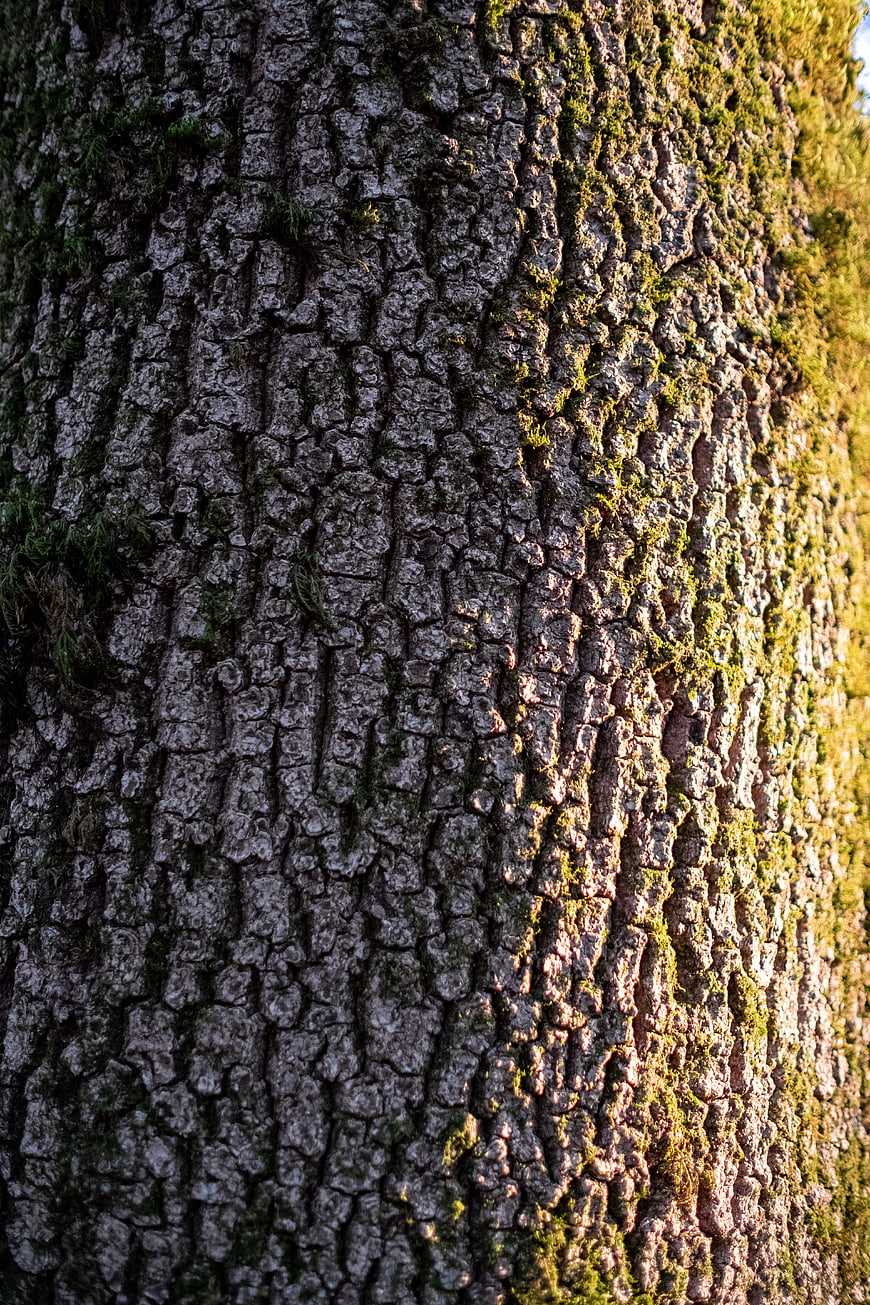 Close-up of textured tree bark with moss and sunlight