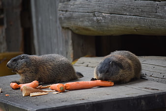 Two marmots eating carrots on a wooden platform