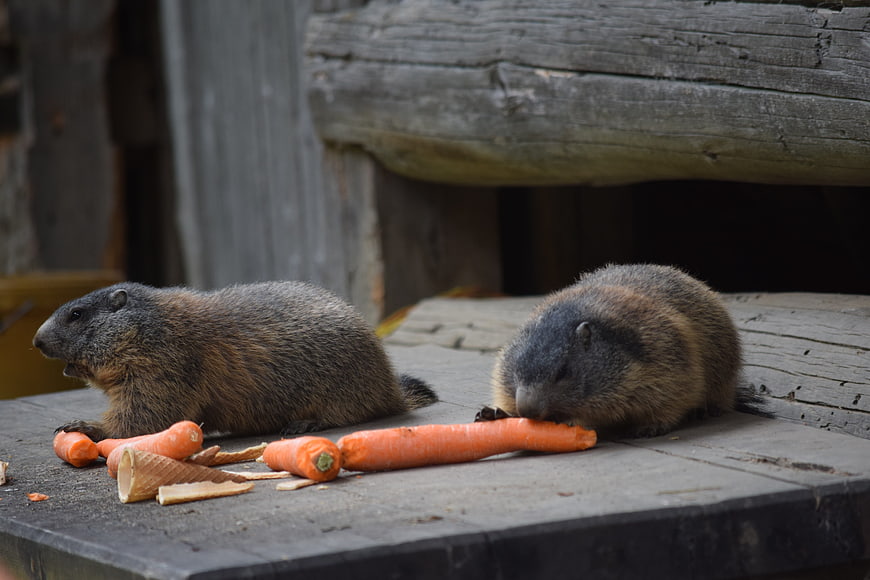 Two marmots eating carrots on a wooden platform