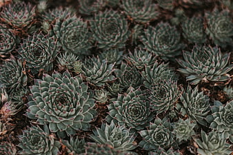 Close-up of Sempervivum Succulent Rosettes with Red Tips
