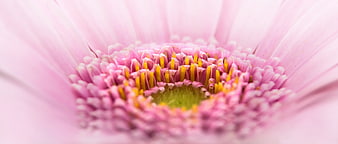 Macro Close-Up Of Pink Gerbera Daisy Center