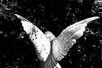 Black and white angel statue wings against dark background