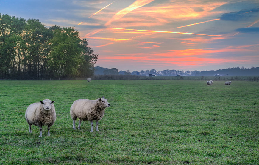 Sheep grazing in green pasture at sunset